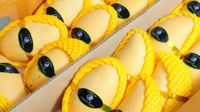 🥭 놓치면 후회! 마하차녹남독마이 망고🥭 할인 후기!